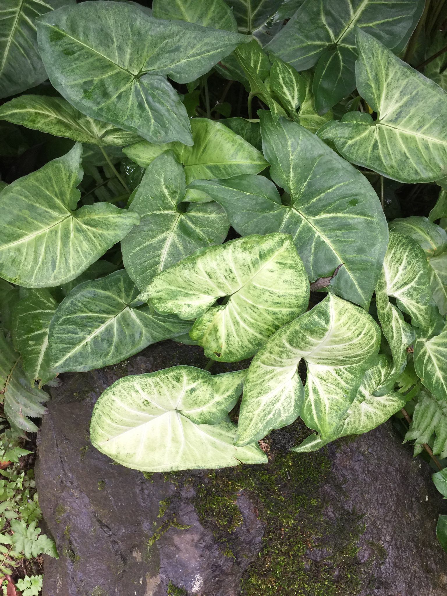 Syngonium podophyllum 'Pixie'